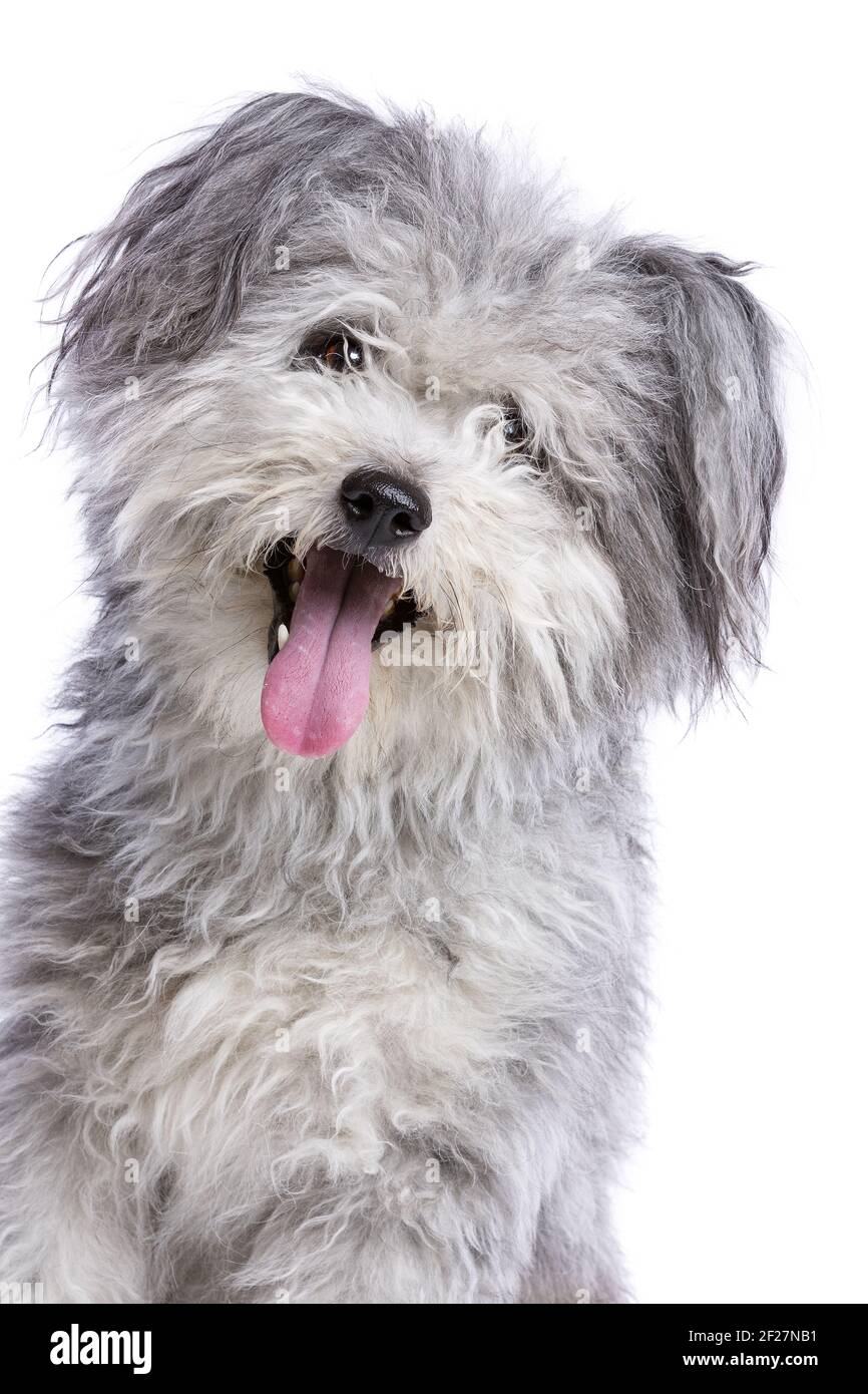 Hungarian sheepdog hires stock photography and images Alamy