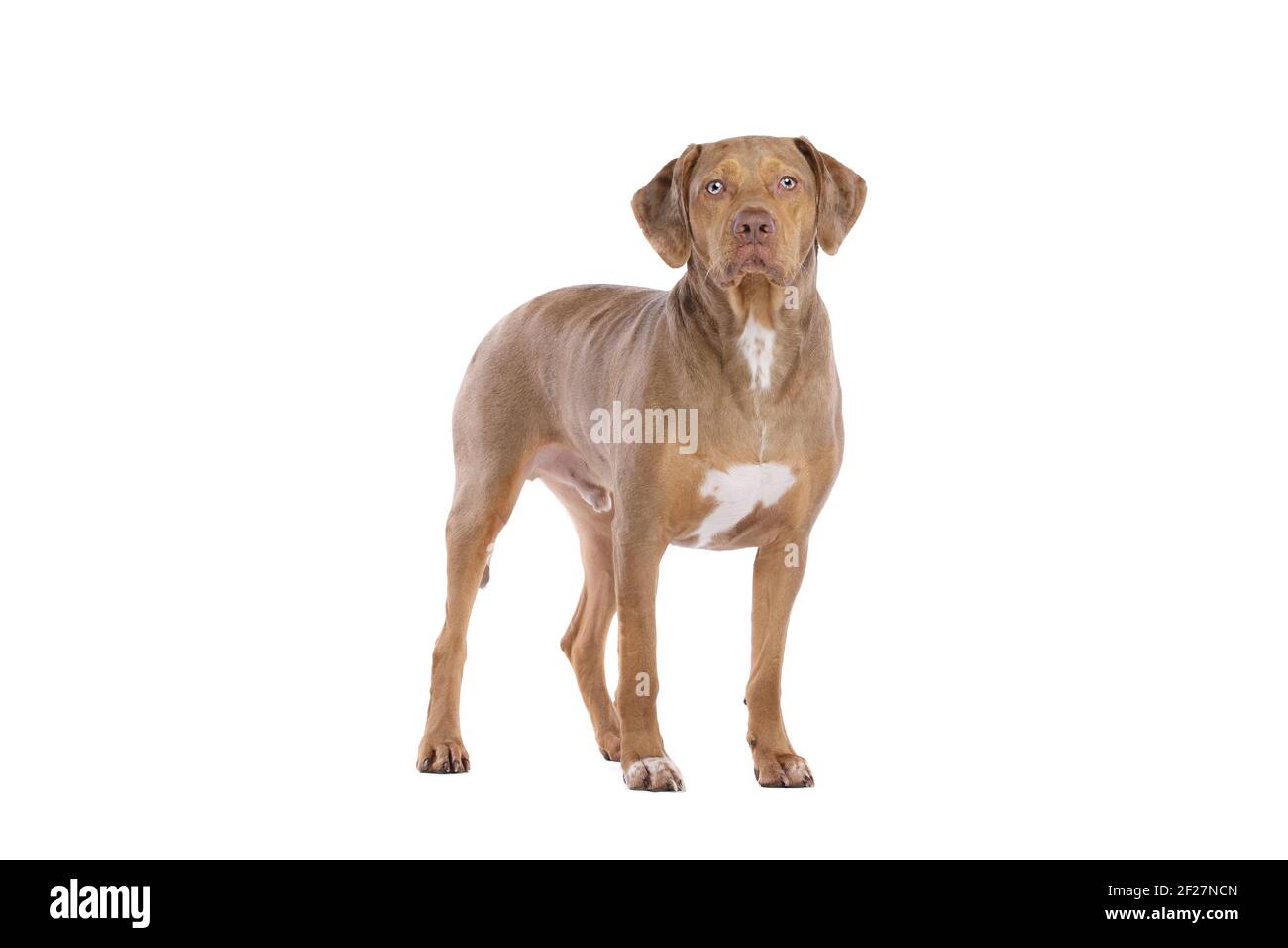 Red hotsell leopard dog