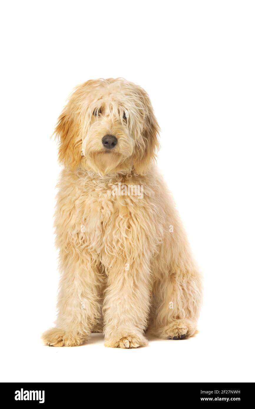 Golden Doodle dog Stock Photo - Alamy