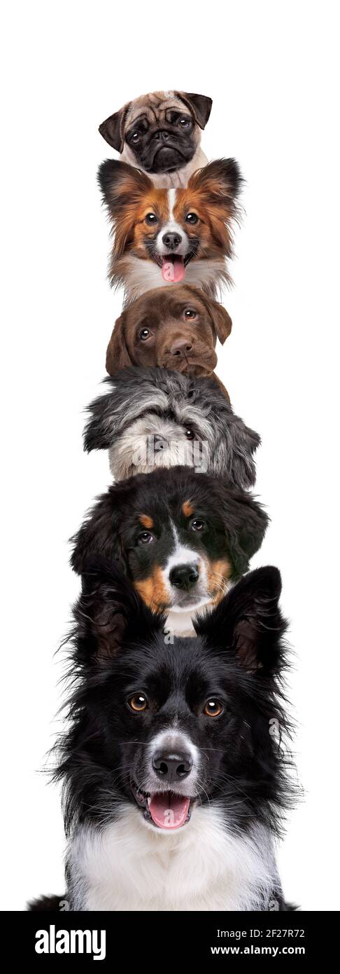Portrait of six dogs piled up vertically isolated on a white background Stock Photo
