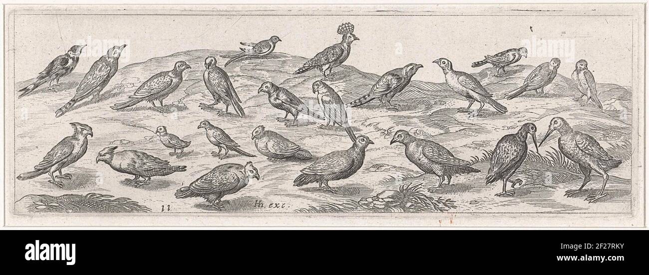 Landscape with different species of birds.; Birds and insects Stock ...