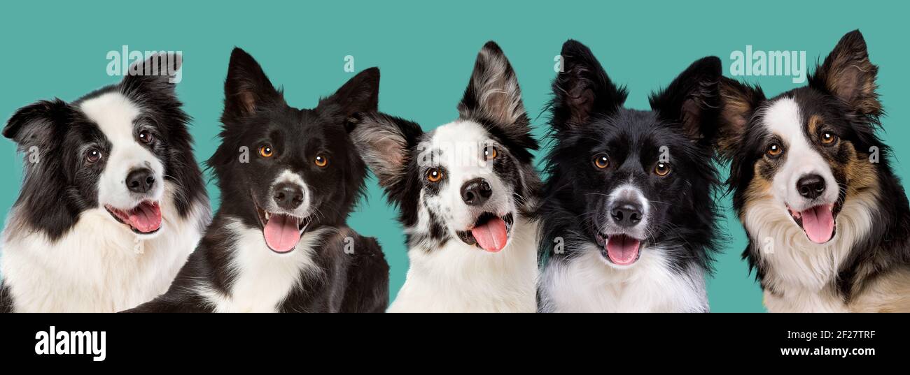 five border collie dog portrait looking at camera in front of a green blue background Stock Photo