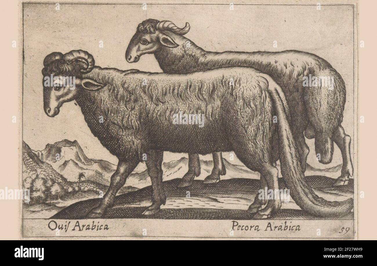 Twee soorten rammen; Arabic / Arabic sheep; Dien en fabelwezens; New collection of the cooks of the curious deli .. Stock Photo