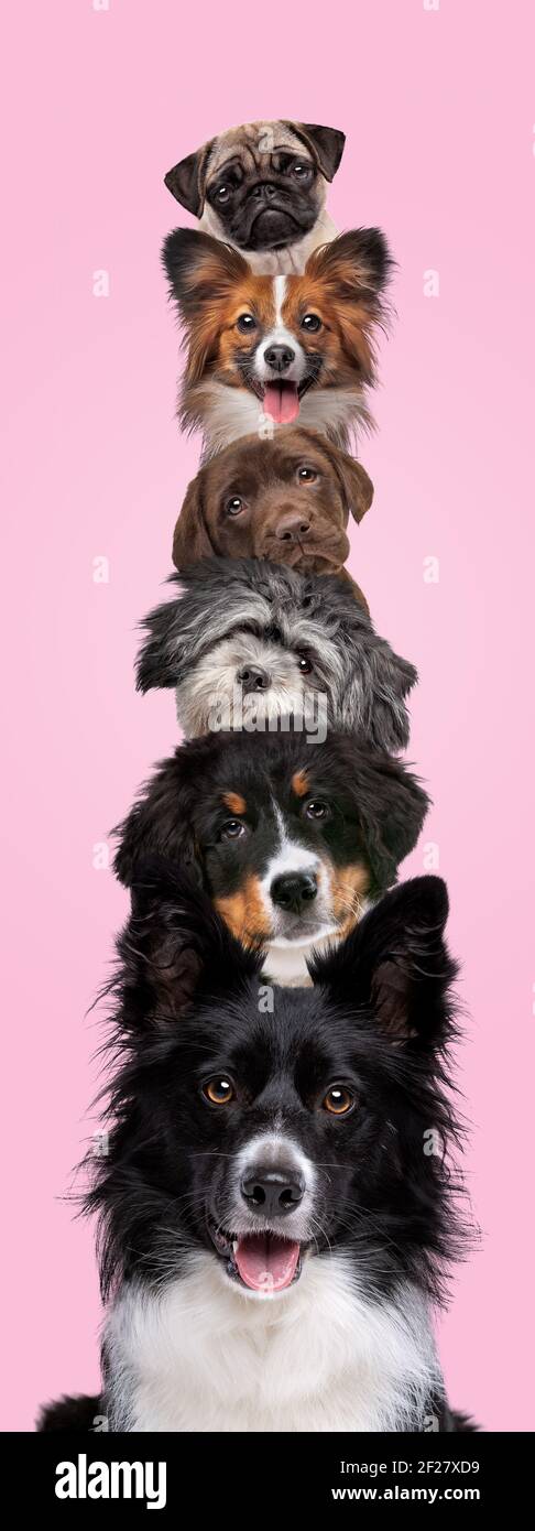 Portrait of six dogs piled up vertically isolated on a pink background Stock Photo