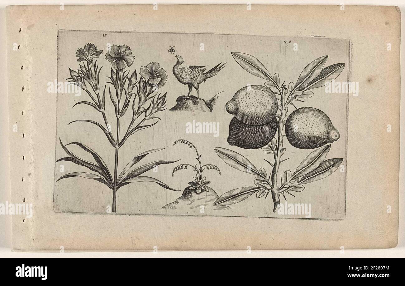 Tuinanjer en citroen; Cognoscite lilia.A trunk with three blooming garden animals (Dianthus Caryophyllus) and a branch with three large lemons (Citrus Limon), numbered 19 and 20. In between like decoration a chicken and a fly. Stock Photo