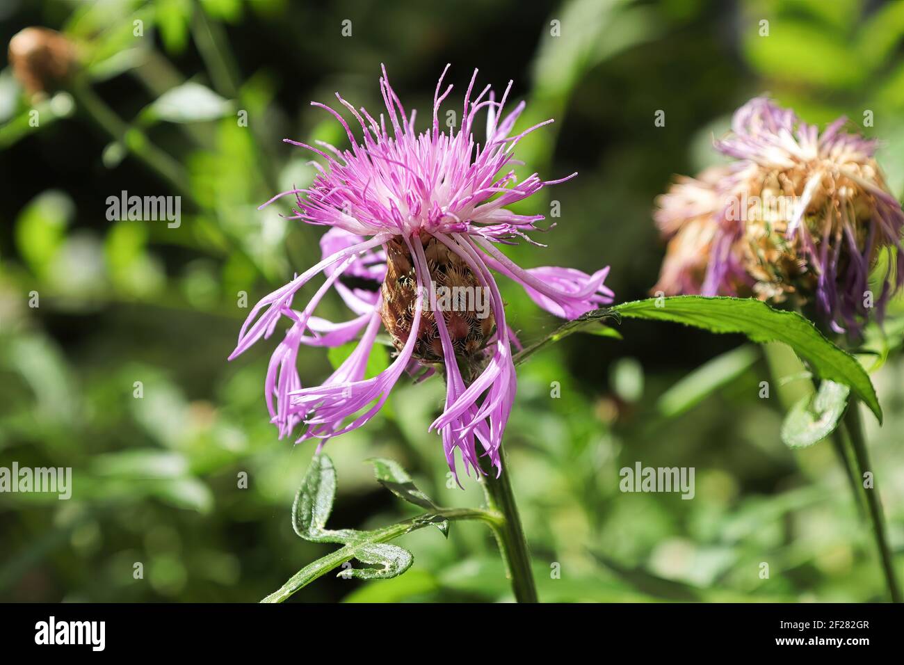 Background of pink knapweed flowers in bloom Stock Photo