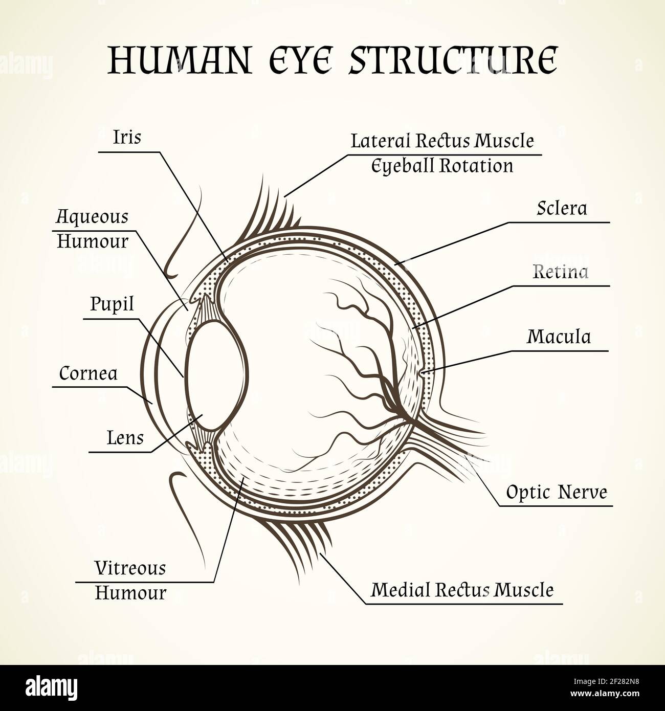 Vector structure of the human eye. Anatomy and medicine, iris and pupil,  lens and macula, aqueous humour Stock Vector Image & Art - Alamy