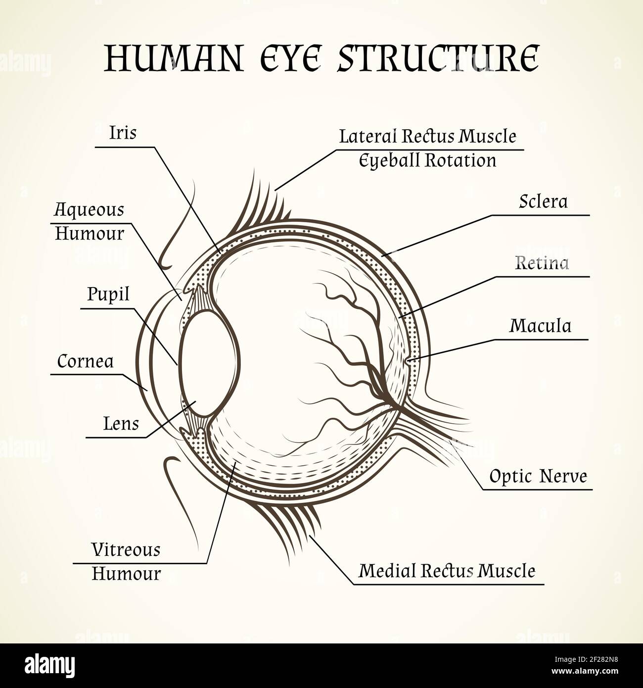 Vector Structure Of The Human Eye Anatomy And Medicine Iris And Pupil 