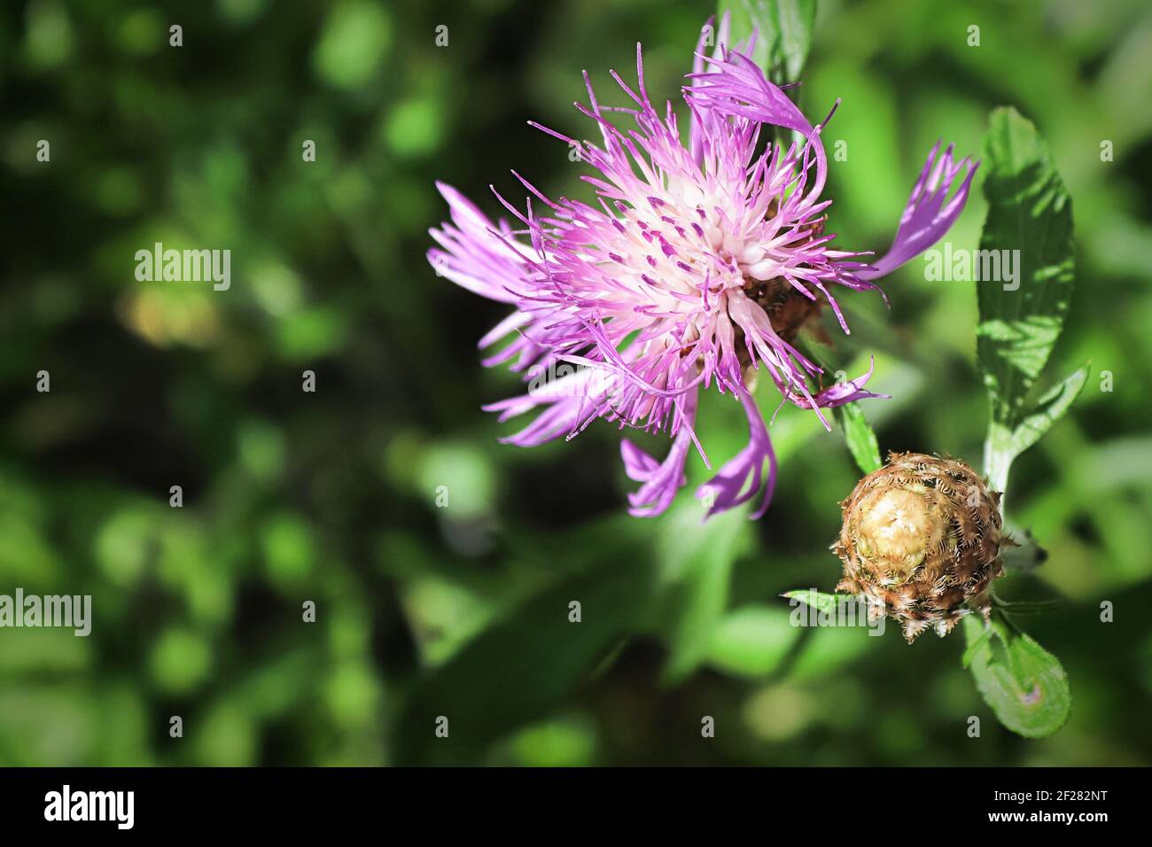 Background of pink knapweed flowers in bloom Stock Photo