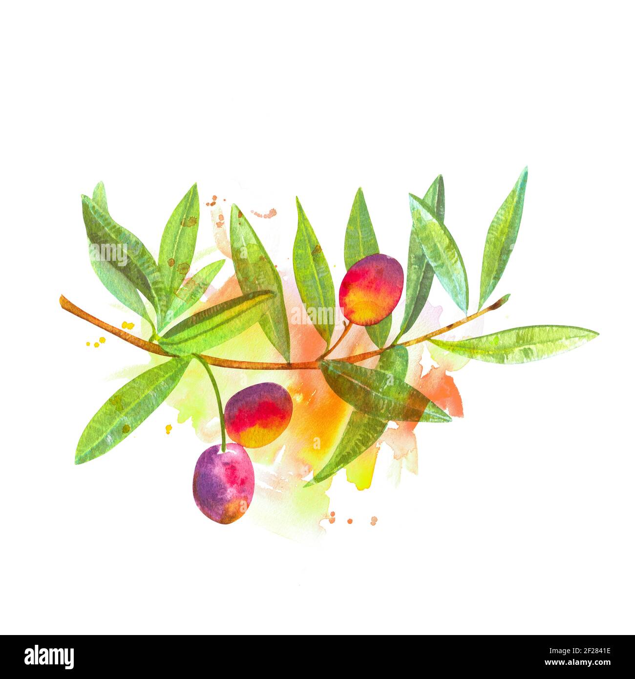 A watercolor drawing of a vibrant green olive tree branch with fruits ...