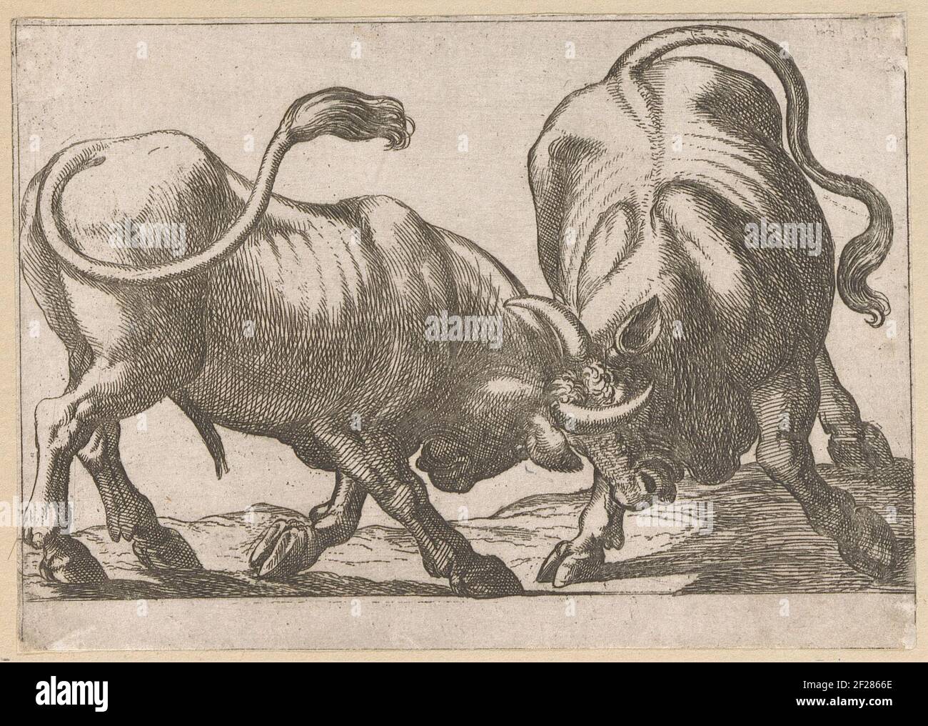 Two fighting bulls; Fighting animals Stock Photo Alamy