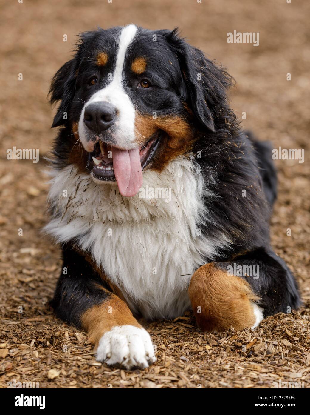 Old bernese mountain dog hot sale