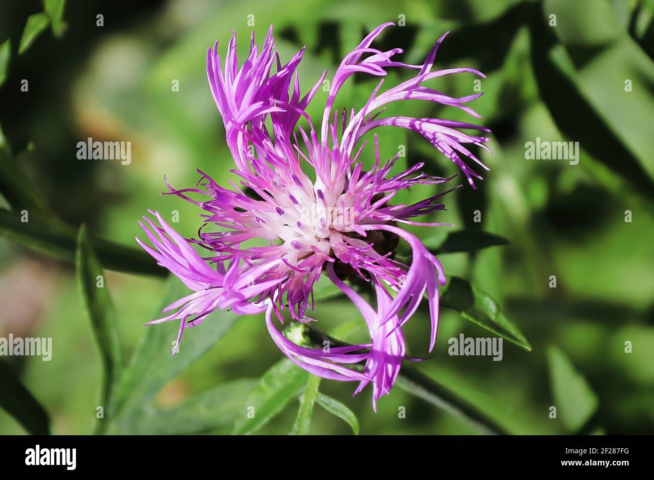Spiraled pink petals on a knapweed flower Stock Photo