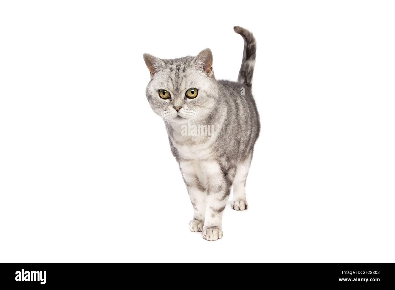 British Shorthaired cat Stock Photo