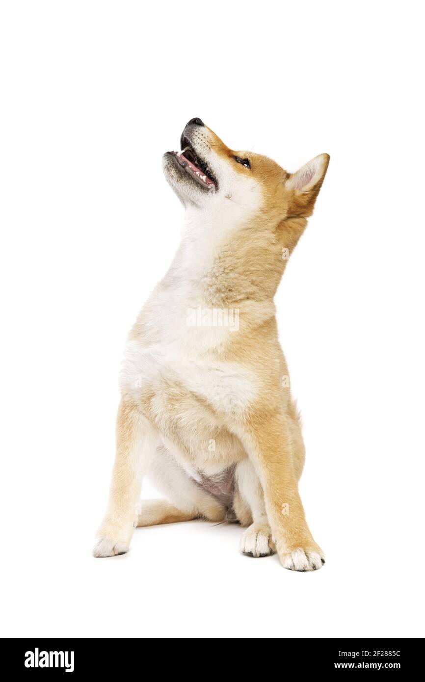Japanese small size dog hi-res stock photography and images - Alamy