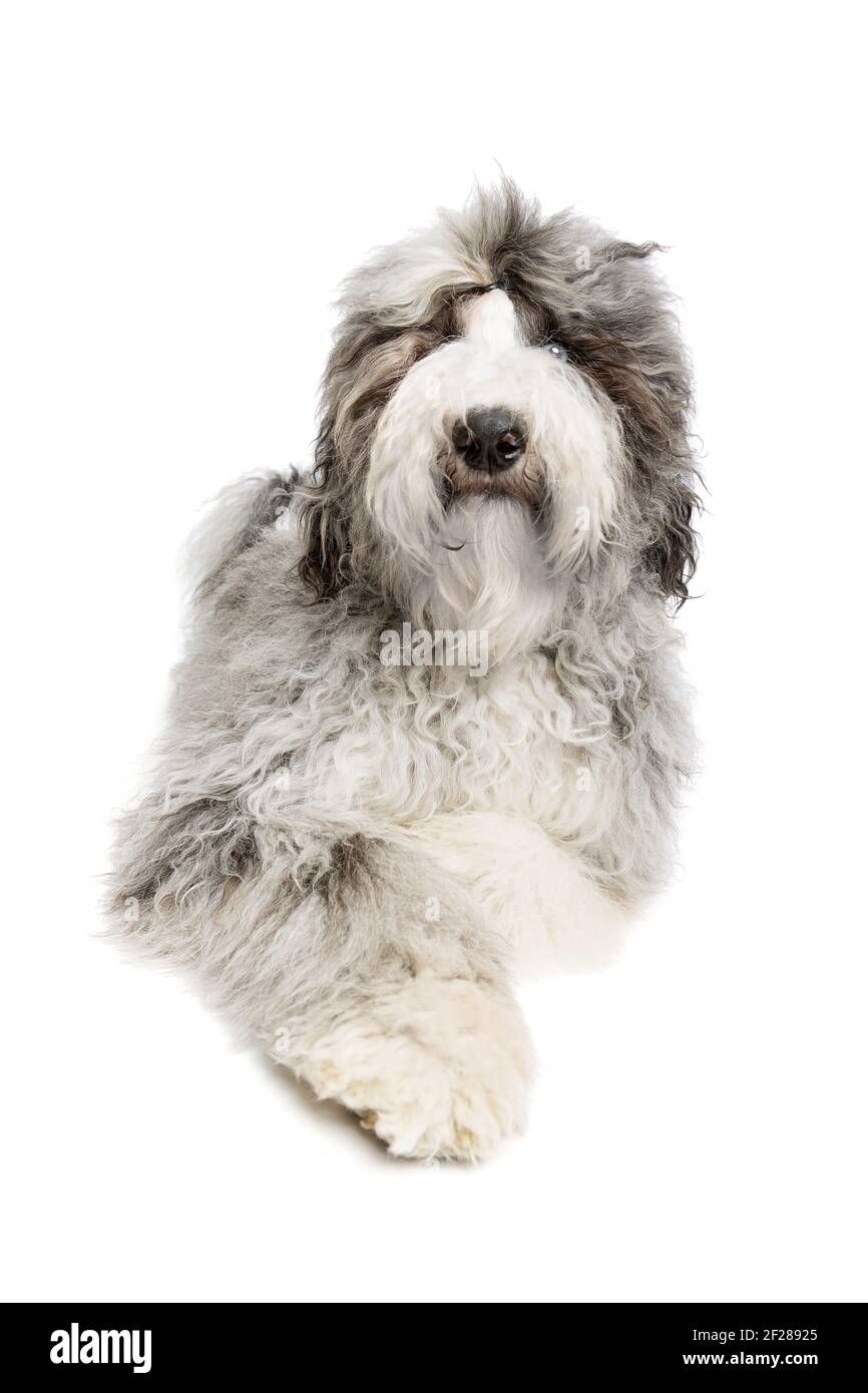 676 Old English Sheepdog Stock Photos - Free & Royalty-Free Stock Photos  from Dreamstime