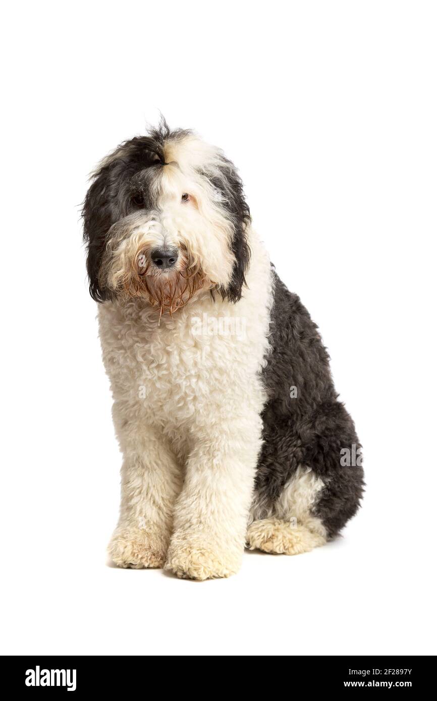 1,500+ Old English Sheep Dog Stock Photos, Pictures & Royalty-Free