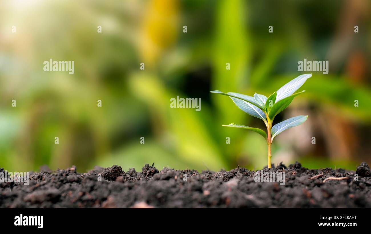Small trees grow naturally, concept of quality tree planting and sustainable forest restoration. Stock Photo
