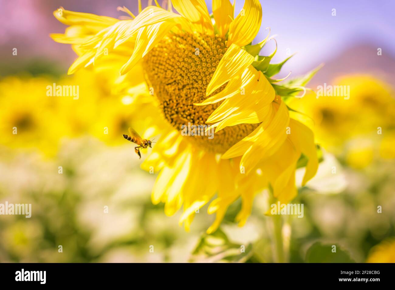 field of blooming yellow sunflowers in the summer season in sunflowers ...