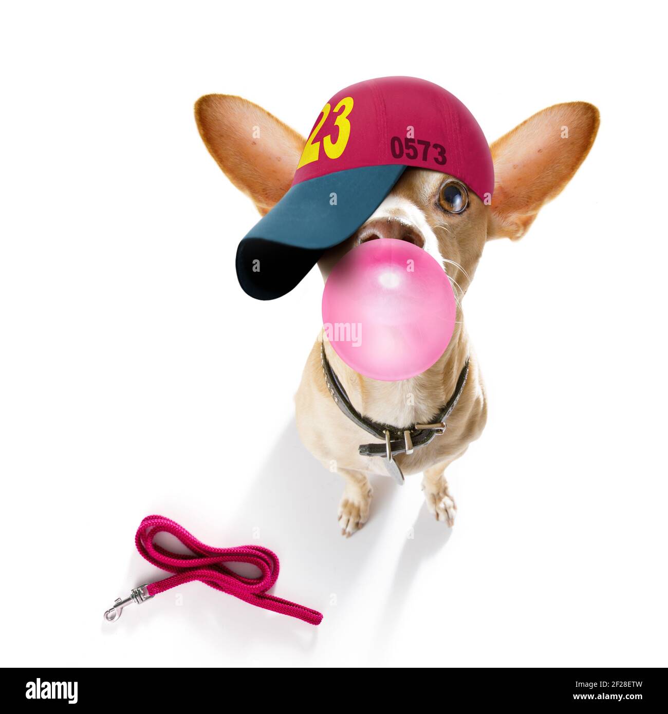 Cool baseball cap urban dog Stock Photo