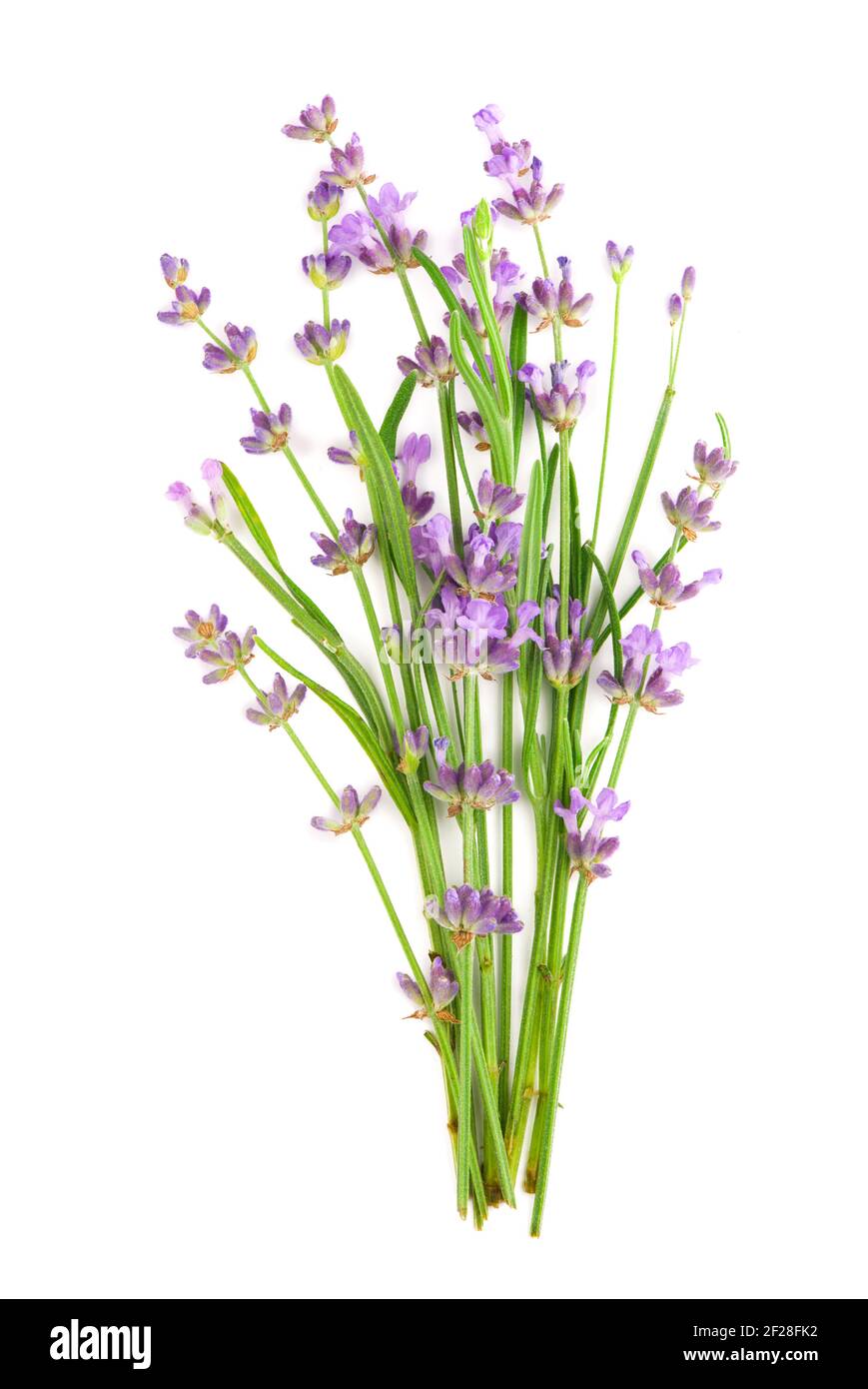 Lavender flowers bundle on a white background Stock Photo - Alamy