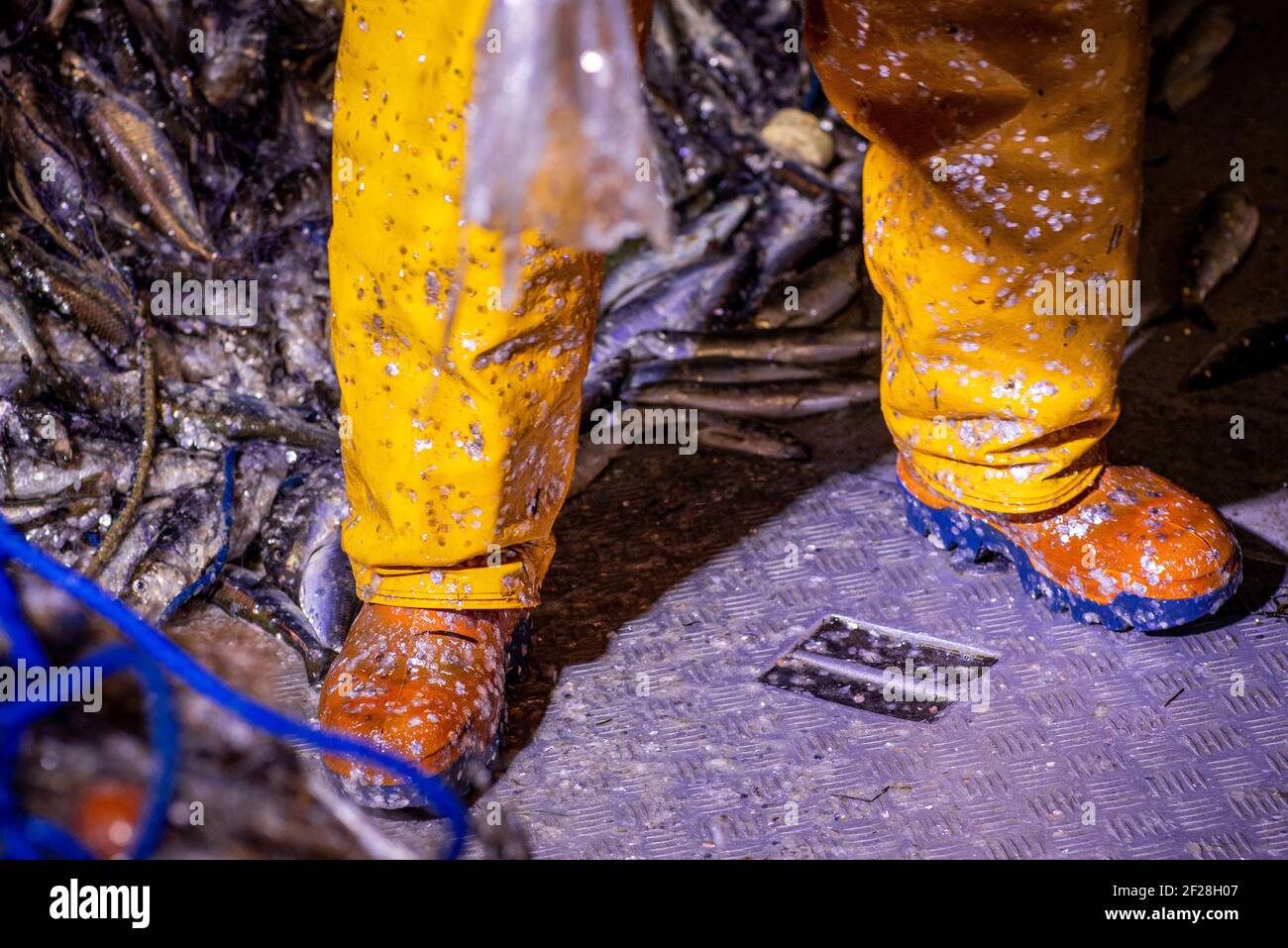 Freest, Germany. 09th Mar, 2021. Fish 