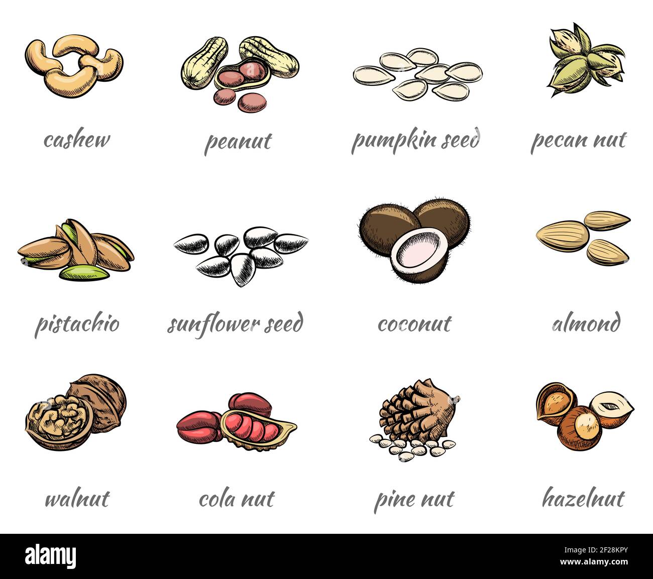Vector nuts icons set. Food peanut and hazelnut, seed and walnut ...