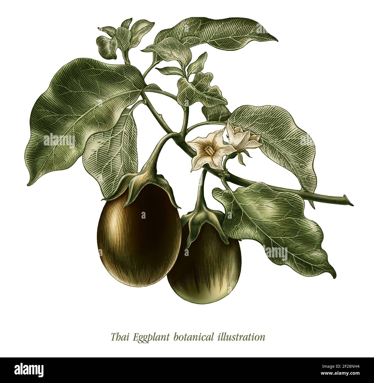 Thai Eggplant botanical illustration vintage style clip art isolated on white background Stock Photo