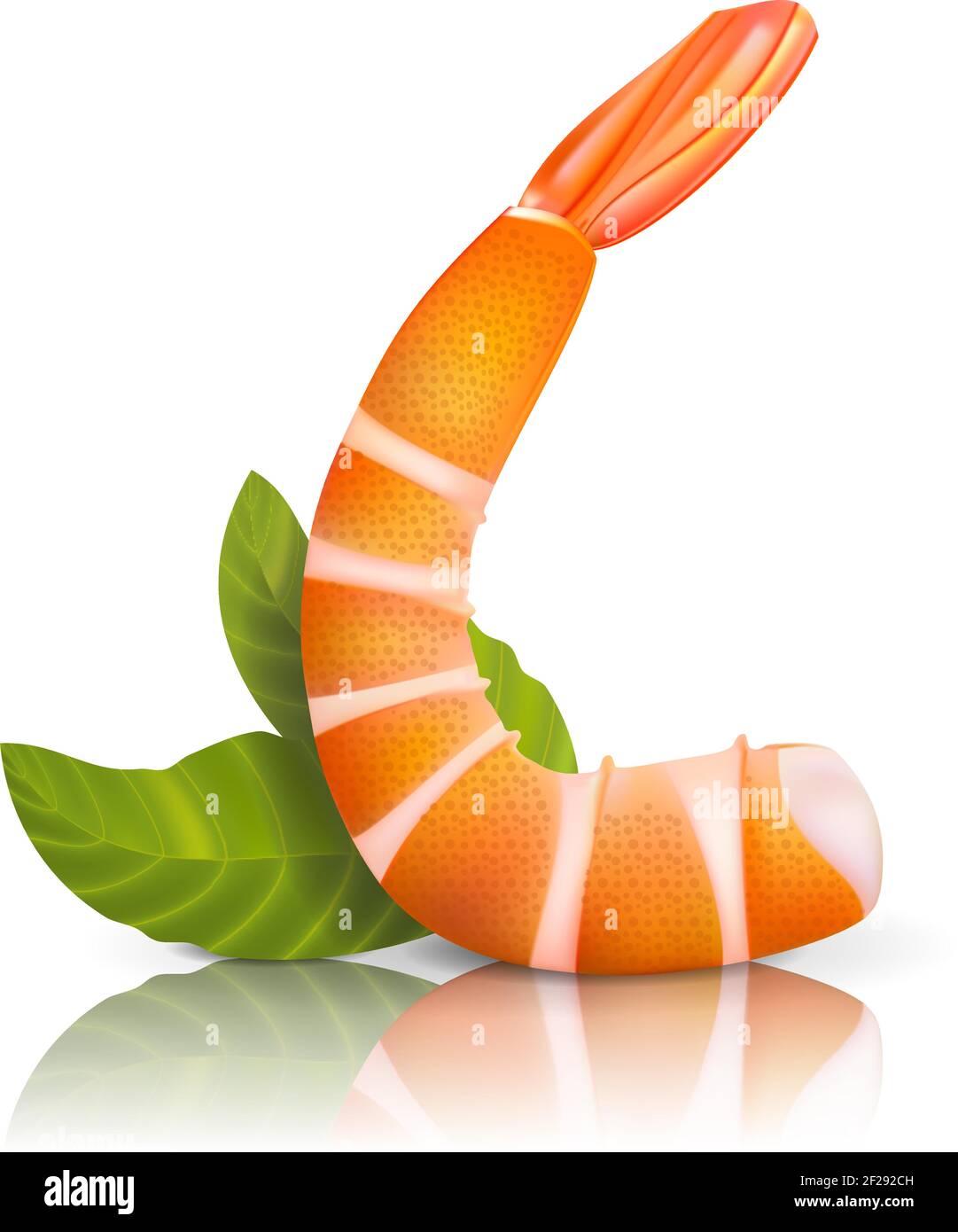 Delicious, shelled, cooked shrimp with green leaves on white Stock