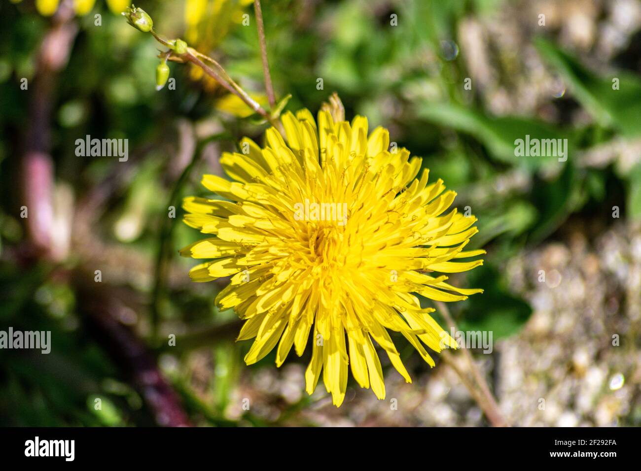 Taraxacum Dandelion (dent-de-lion) in Europe, Asteraceae family. Bees polen in early time of the year before springs season Stock Photo