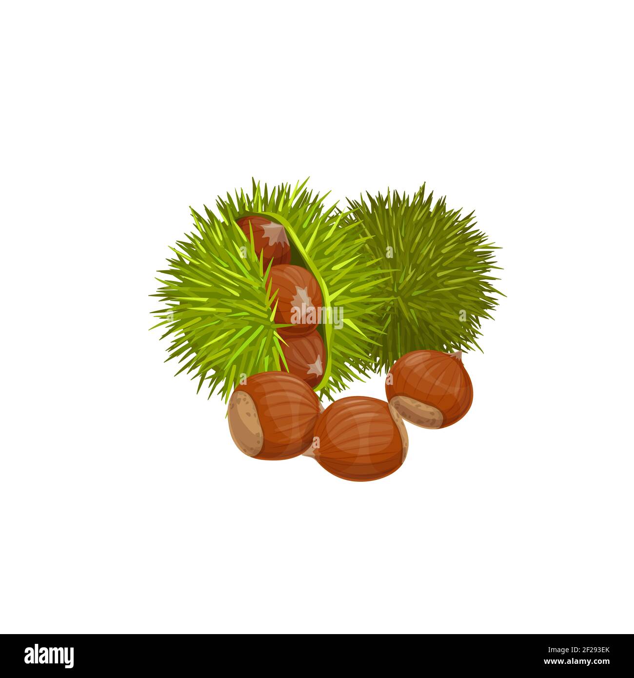 Castanea Chestnuts Stock Vector Images Alamy