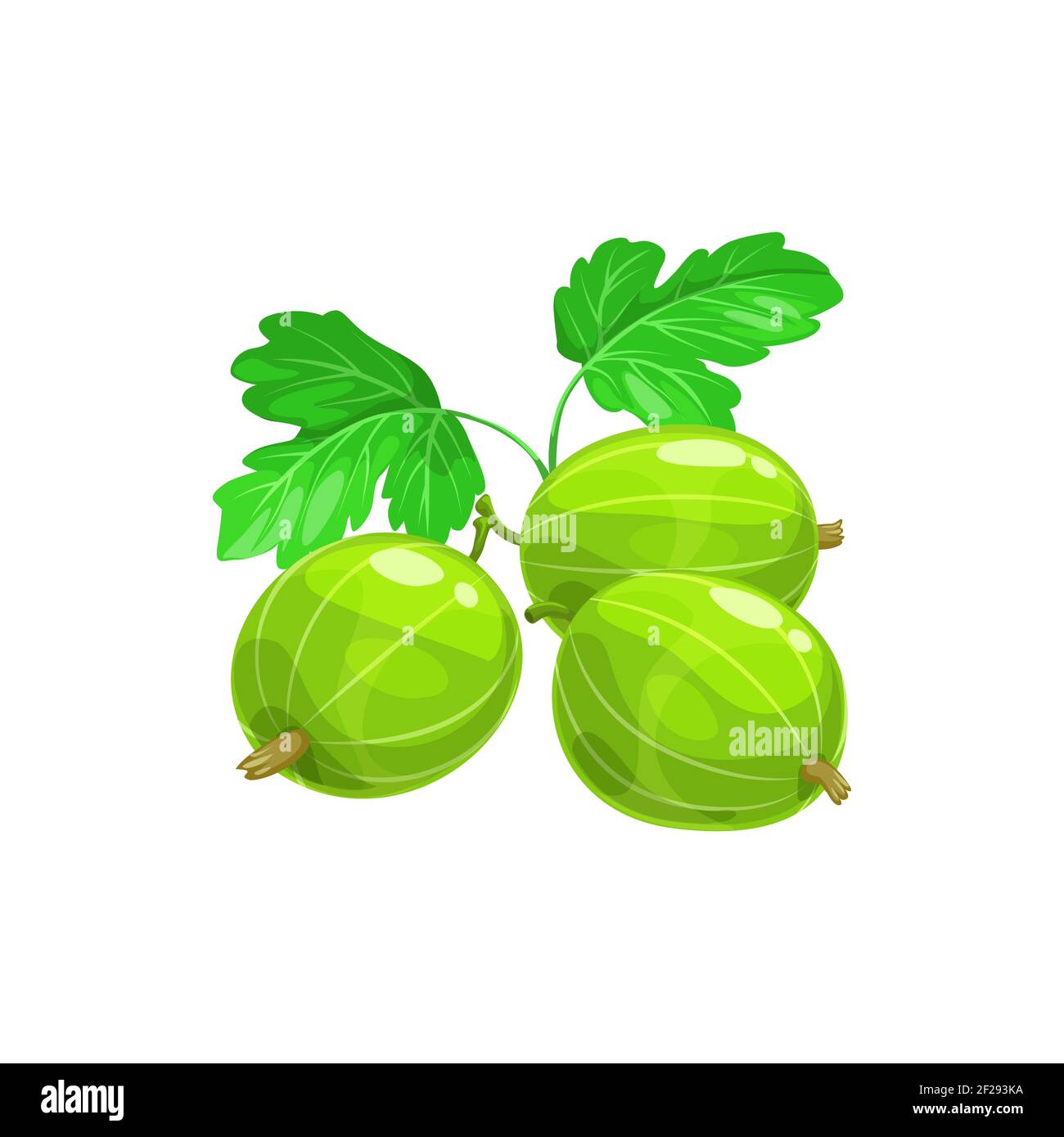 Fresh amla isolated on Stock Vector Images - Alamy
