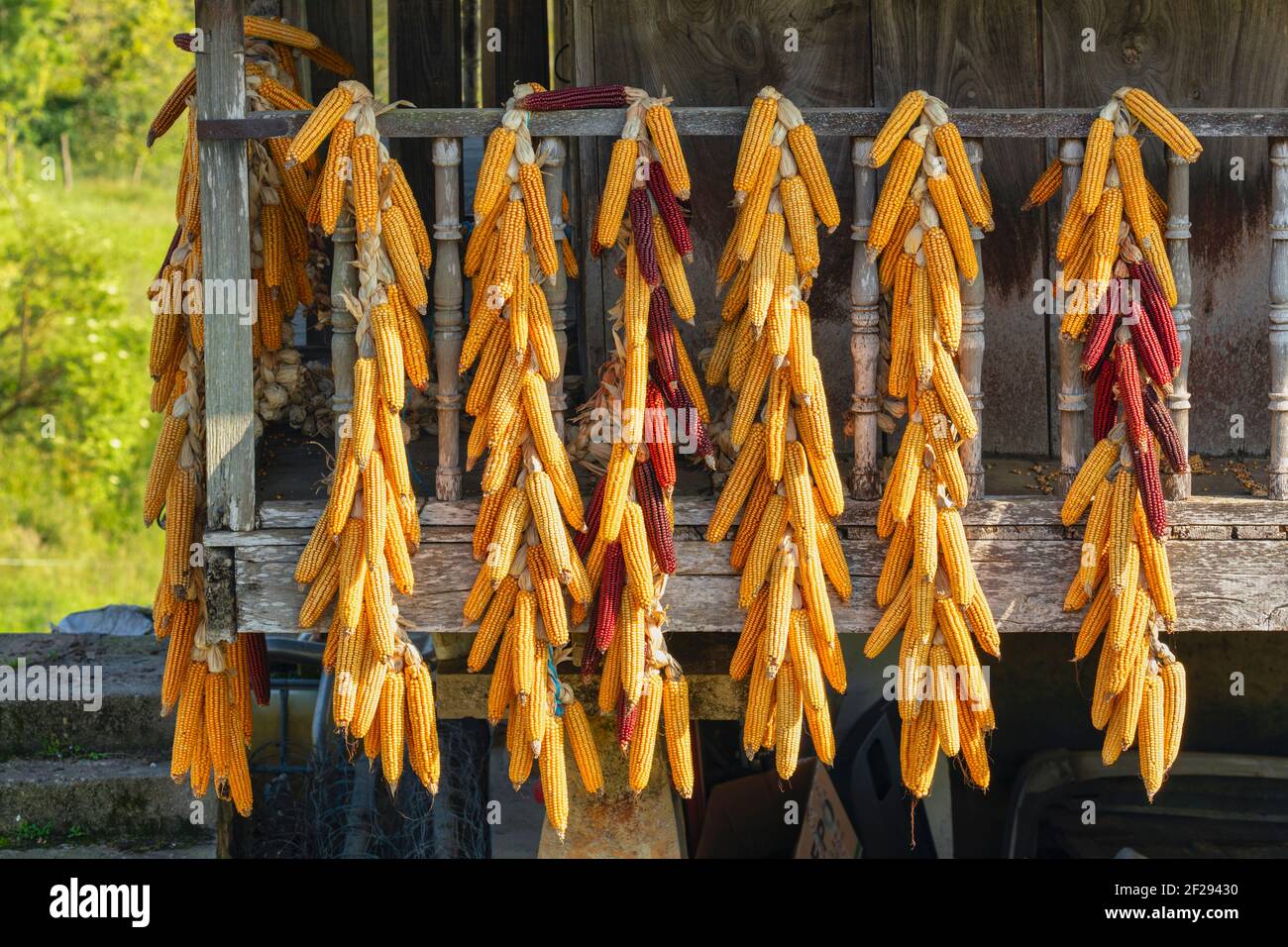 Strings of corn cobs hanging to dry, Asturias, Spain Stock Photo