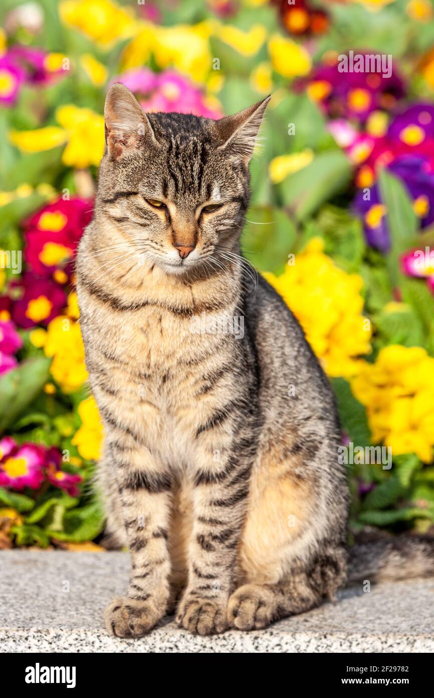 cat posing in front of colorfull garden, sunny day Stock Photo