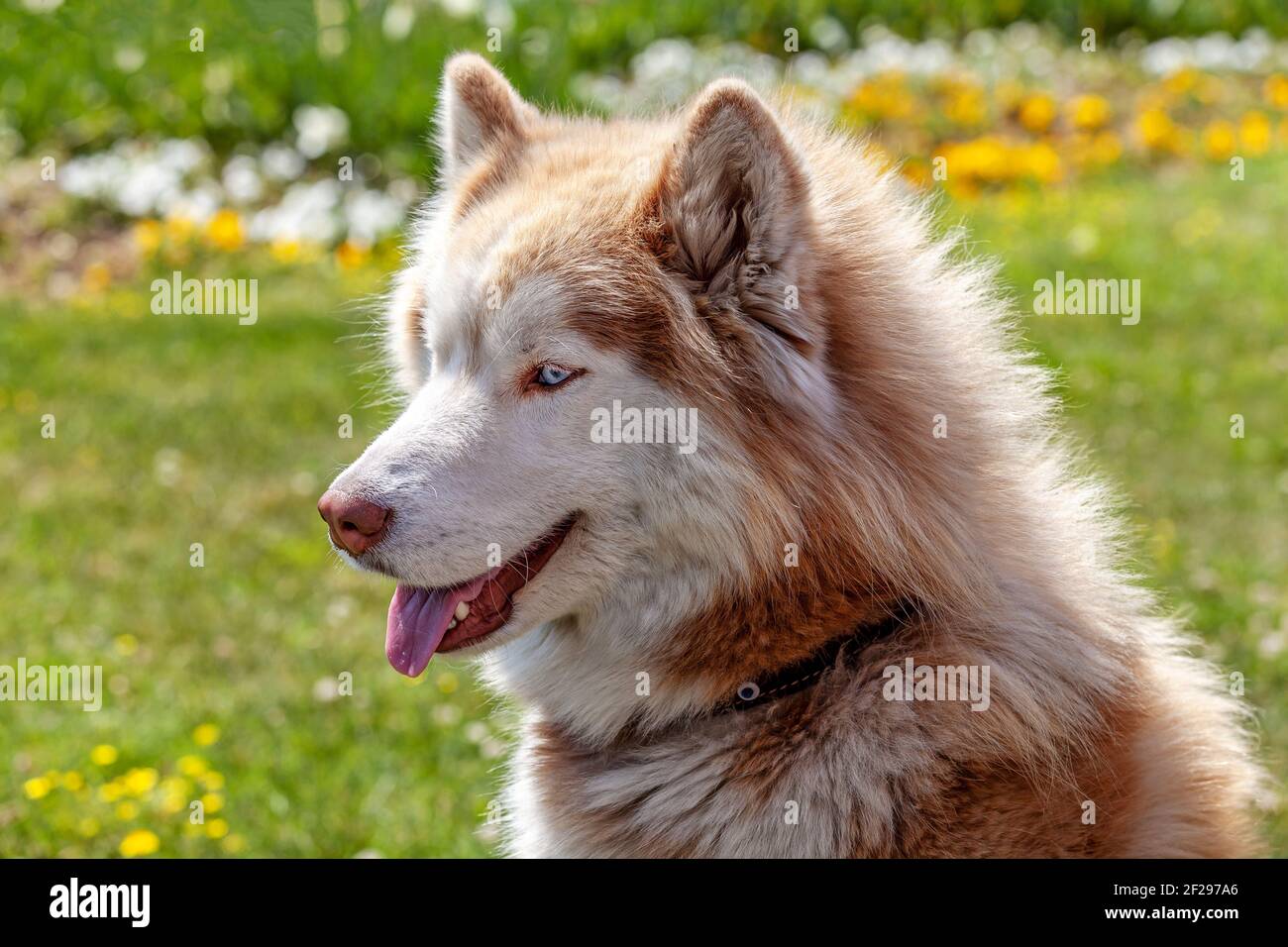 Lovely brown white husky dog standing on green lawn Stock Photo