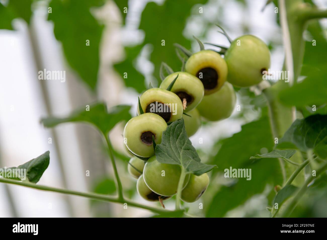 Still green, unripe, young tomato fruits affected by blossom end rot