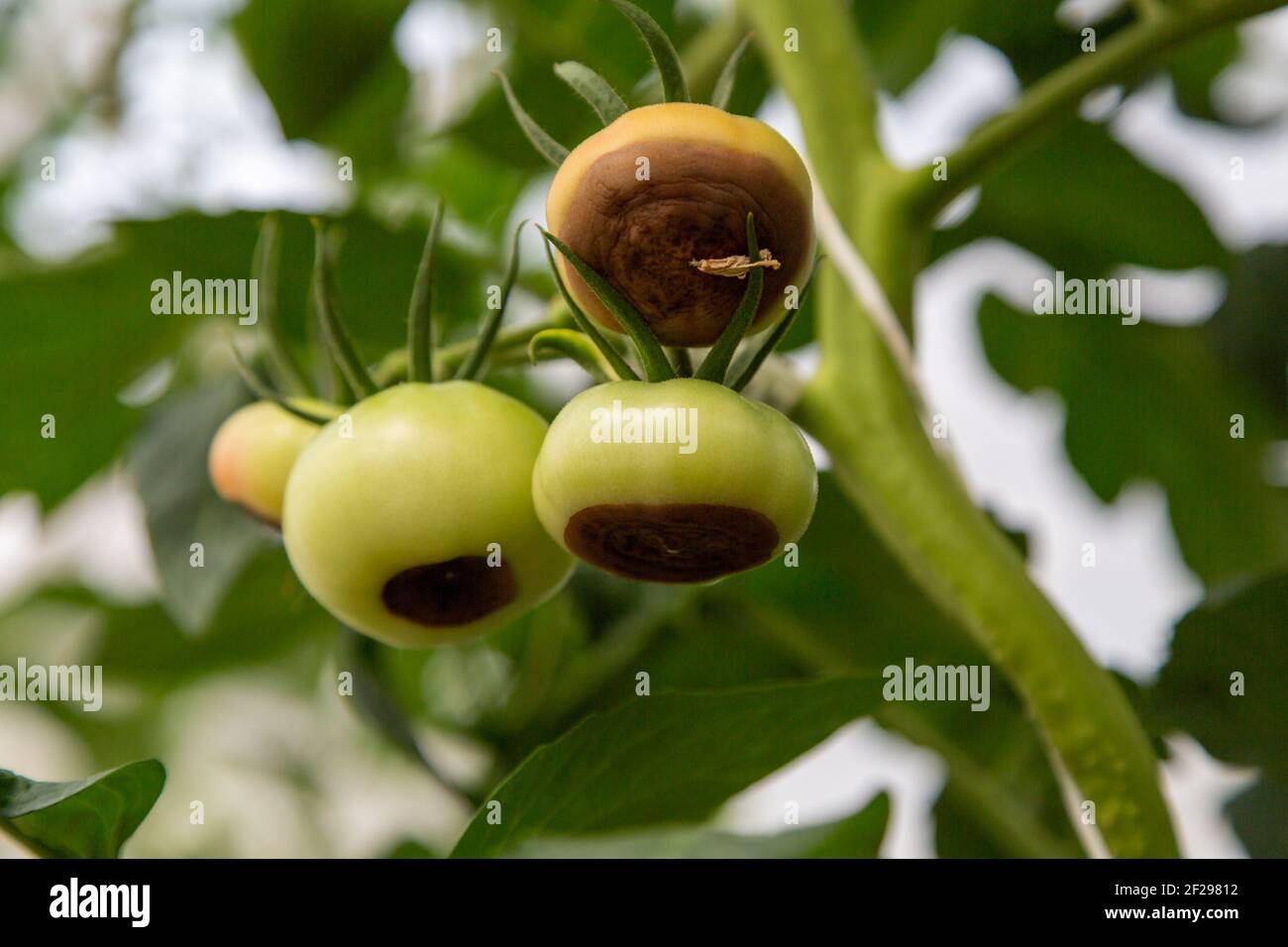 Still green, unripe, young tomato fruits affected by blossom end rot. This physiological disorder in tomato, caused by calcium deficiency. Stock Photo