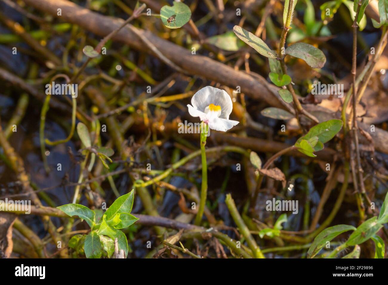 Flower of the rare Bladderwort Utricularia poconensis seen in natural habitat in the Pantanal in Mato Grosso, Brazil Stock Photo