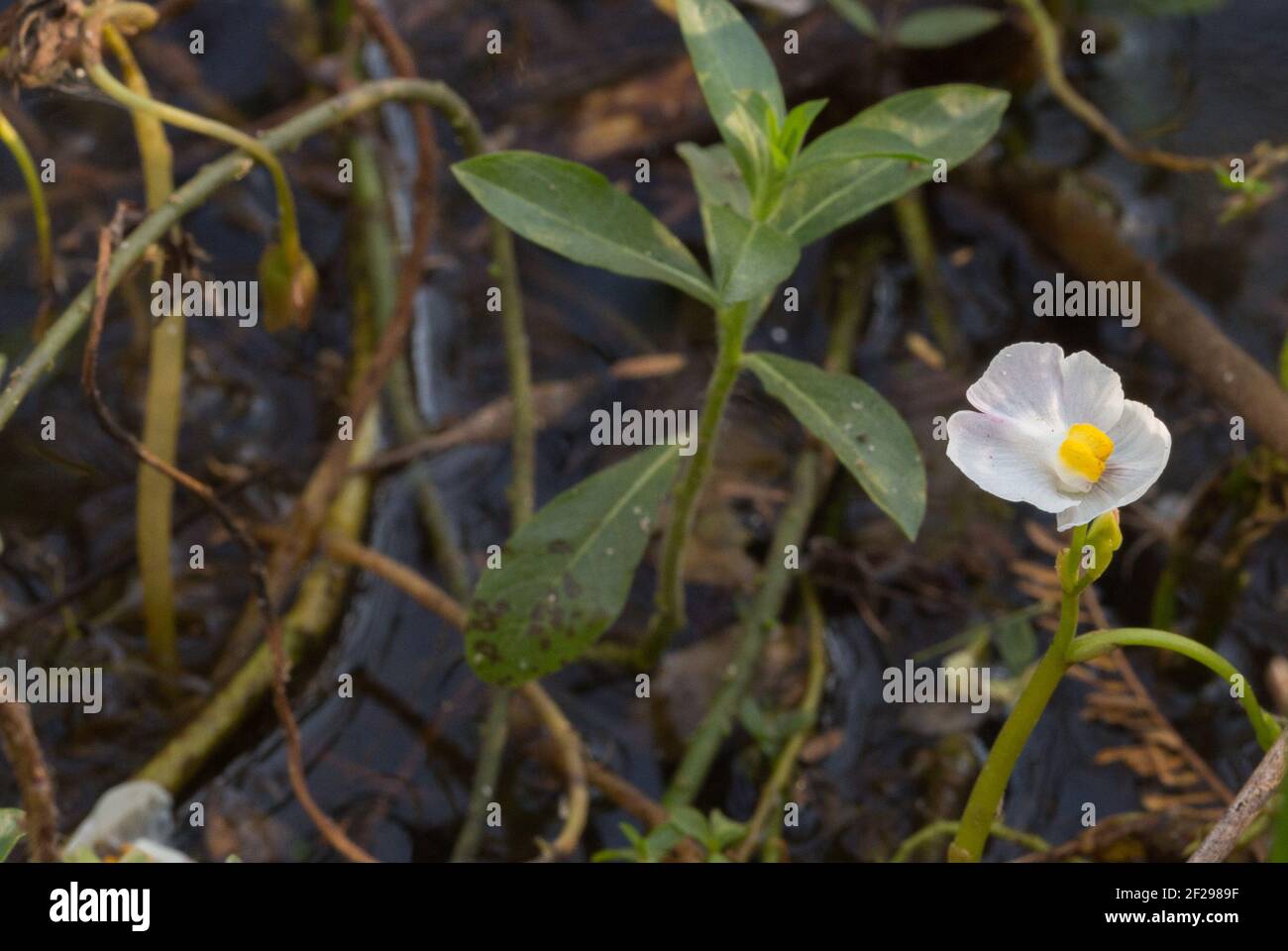 The white flower of the aquatic Bladderwort Utricularia poconensis in natural habitat in the Pantanal in Mato Grosso, Brazil Stock Photo