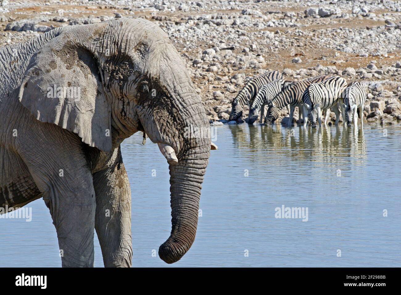 Elephant in foreground while Zebras line up in background to drink at a waterhole in Etosha NP, Namibia Stock Photo