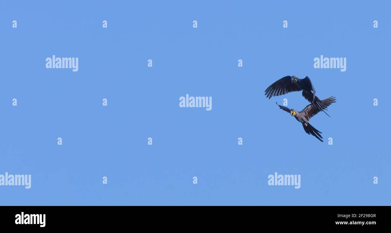 two flying Hyacinth Macaws (Anodorhynchus hyacinthinus) in the Pantanal in Mato Grosso, Brazil Stock Photo