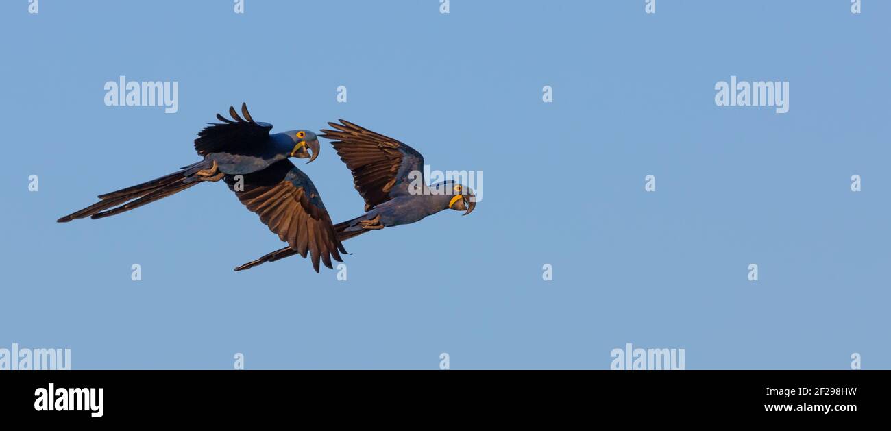 Pair of flying Hyacinth macaws in front of blue sky in the Pantanal in Mato Grosso, Brazil Stock Photo