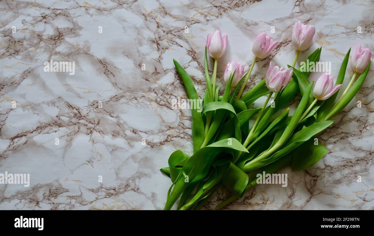 Pink flowers of Dutch tulips on a white marble background with copy space, copypaste. International Women's Day, Mother's, March 8, Valentine's, Blonde, Daughters, Beauty. Stock Photo