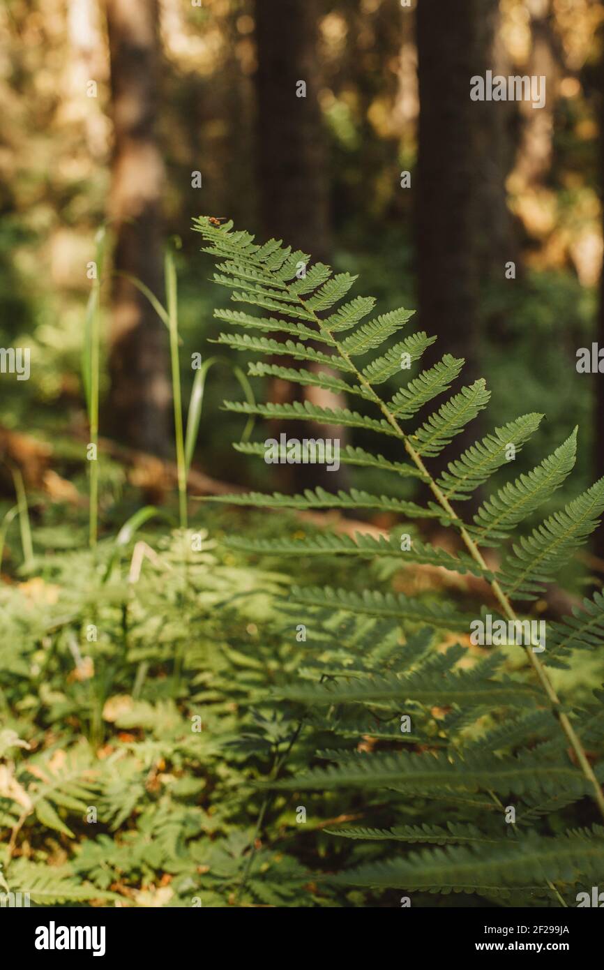 Natural fern in the forest hi-res stock photography and images - Alamy
