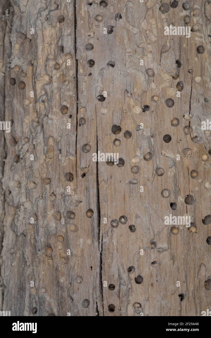 Käfer-Fraßgänge in altem, morschem Holz, Löcher durch Käferfraß Stock Photo