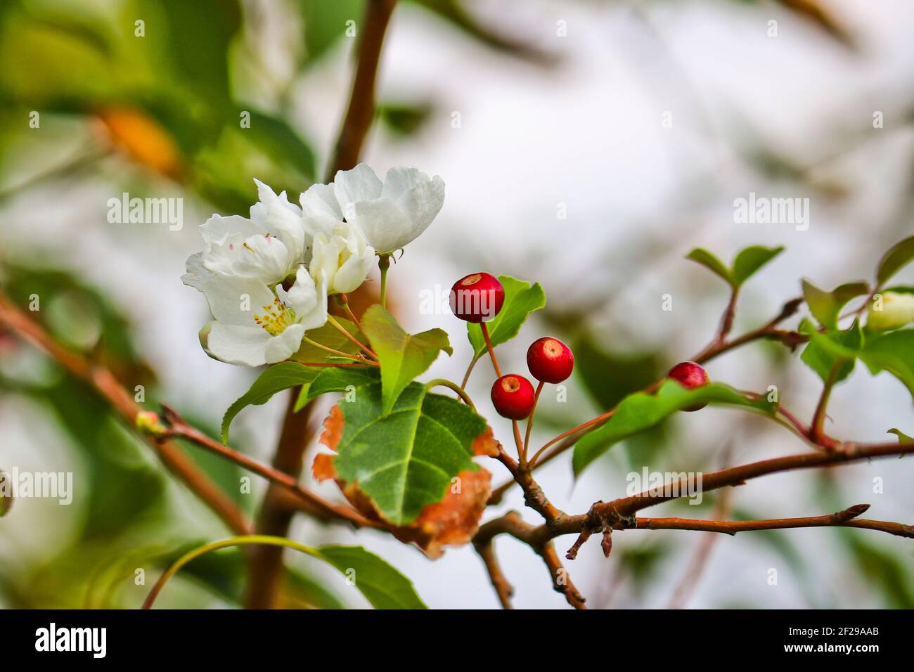 Abnormal flowering of an apple tree in autumn on branches with mature apples. A consequence of global warming. Beautiful white flowers. Rosales. Stock Photo