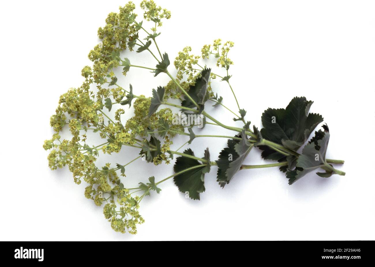 Pointed-lobed lady's mantle, Alchemilla vulgaris, also common lady's mantle or common lady's mantle, The positive healing effect of lady's mantle on t Stock Photo