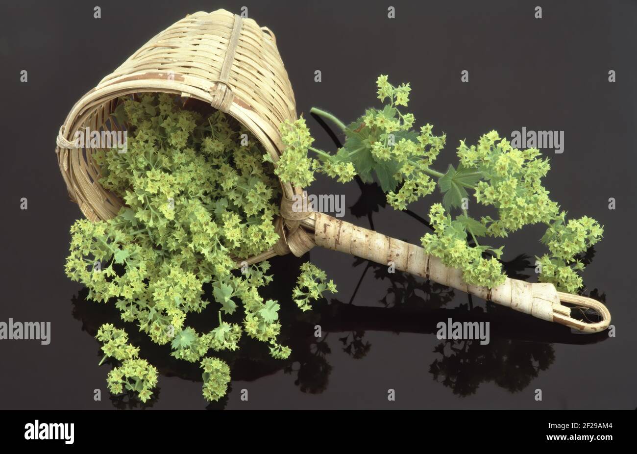 Pointedlobed lady's mantle, Alchemilla vulgaris, also common lady's