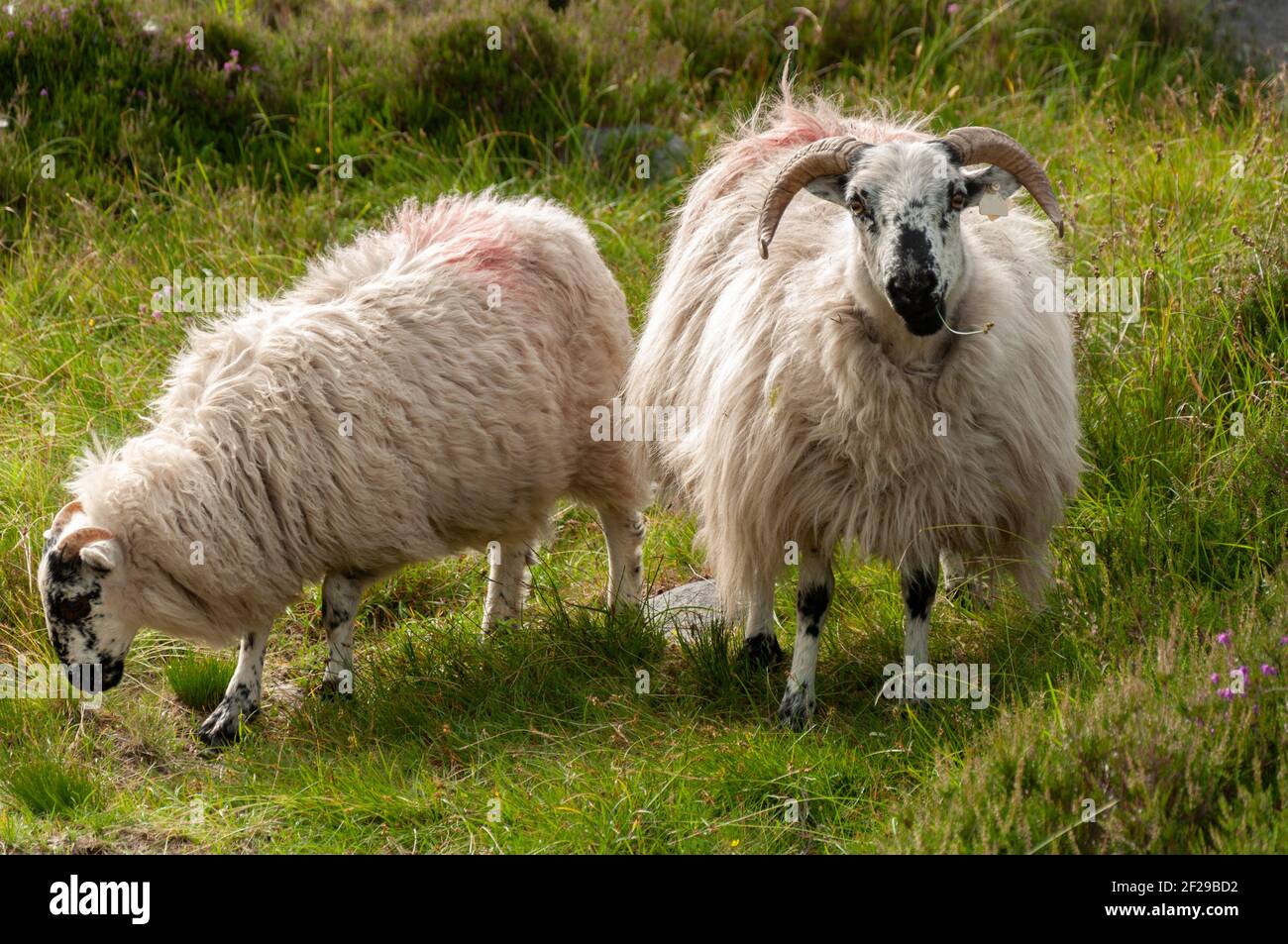 Irish blackface sheep in Mangerton Mountain, County Kerry, Ireland. Stock Photo