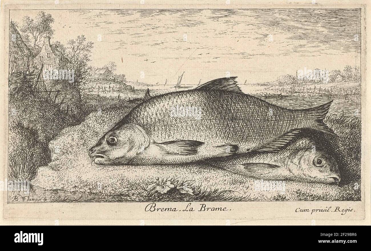 Two bream on a riverside; Brema. La Brame.; Fish and other marine animals - Freshwater first series; Diverses Especes de Poissons d'eau douce.twee brasems on the grass of a riverside. Some houses in the background. Stock Photo